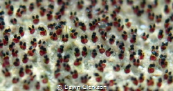 a super close up of a patch of Sergeant Major's eggs - sh... by Dawn Clerkson 